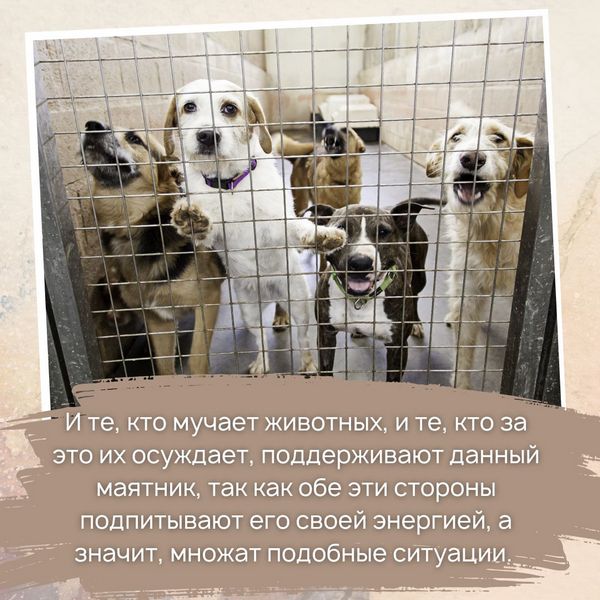 Кто мучает животных, и те, кто за это их осуждает, поддерживают данный маятник, так как обе эти стороны подпитывают его своей энергией, а значит, множат подобные ситуации. 