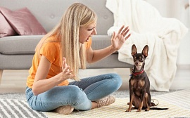 Как не осуждать тех, кто обижает животных? 